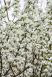 Spring Snow Flowering Crab (Malus 'Spring Snow') at Marlin Orchards & Garden Centre