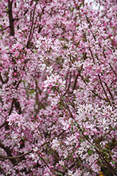 Pink Spires Flowering Crab (Malus 'Pink Spires') at Marlin Orchards & Garden Centre