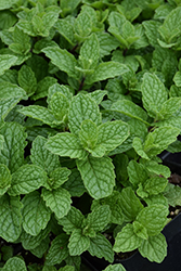 Mojito Mint (Mentha x villosa 'Mojito') at Marlin Orchards & Garden Centre