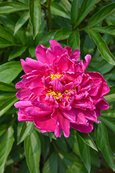 Karl Rosenfield Peony (Paeonia 'Karl Rosenfield') at Marlin Orchards & Garden Centre