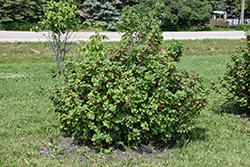 Red Lake Red Currant (Ribes rubrum 'Red Lake') at Marlin Orchards & Garden Centre