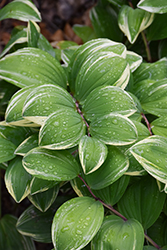 Variegated Solomon's Seal (Polygonatum odoratum 'Variegatum') at Marlin Orchards & Garden Centre