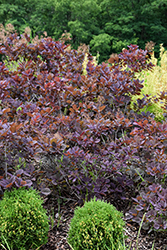 Velveteeny Purple Smokebush (Cotinus coggygria 'Cotsidh5') at Marlin Orchards & Garden Centre