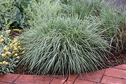 Standing Ovation Bluestem (Schizachyrium scoparium 'Standing Ovation') at Marlin Orchards & Garden Centre