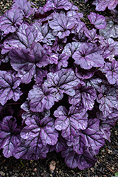 Dolce Wildberry Coral Bells (Heuchera 'Wildberry') at Marlin Orchards & Garden Centre