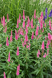 First Love Speedwell (Veronica 'First Love') at Marlin Orchards & Garden Centre