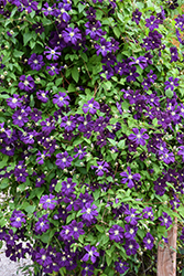 Jackmanii Superba Clematis (Clematis 'Jackmanii Superba') at Marlin Orchards & Garden Centre