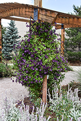 Jackmanii Superba Clematis (Clematis 'Jackmanii Superba') at Marlin Orchards & Garden Centre