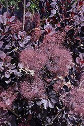 Velveteeny Purple Smokebush (Cotinus coggygria 'Cotsidh5') at Marlin Orchards & Garden Centre