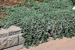Blue Rug Juniper (Juniperus horizontalis 'Wiltonii') at Marlin Orchards & Garden Centre