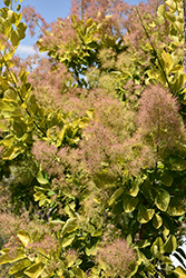 Golden Spirit Smokebush (Cotinus coggygria 'Golden Spirit') at Marlin Orchards & Garden Centre
