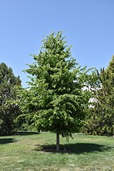 Common Hackberry (Celtis occidentalis) at Marlin Orchards & Garden Centre