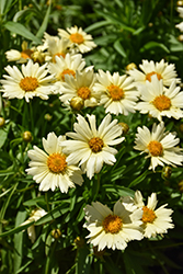 UpTick Cream Tickseed (Coreopsis 'Balupteam') at Marlin Orchards & Garden Centre