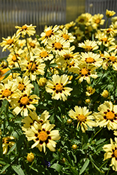 UpTick Cream and Red Tickseed (Coreopsis 'Balupteamed') at Marlin Orchards & Garden Centre