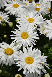 Whoops-A-Daisy Shasta Daisy (Leucanthemum x superbum 'Whoops-A-Daisy') at Marlin Orchards & Garden Centre