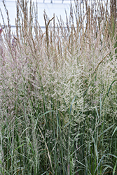 Variegated Reed Grass (Calamagrostis x acutiflora 'Overdam') at Marlin Orchards & Garden Centre
