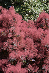 Royal Purple Smokebush (Cotinus coggygria 'Royal Purple') at Marlin Orchards & Garden Centre