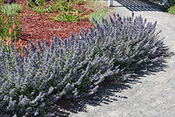 Walker's Low Catmint (Nepeta x faassenii 'Walker's Low') at Marlin Orchards & Garden Centre