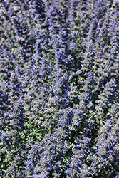 Walker's Low Catmint (Nepeta x faassenii 'Walker's Low') at Marlin Orchards & Garden Centre