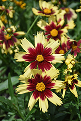 Cosmic Eye Tickseed (Coreopsis 'Cosmic Eye') at Marlin Orchards & Garden Centre