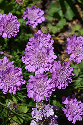 Flutter Rose Pink Pincushion Flower (Scabiosa columbaria 'Balfluttropi') at Marlin Orchards & Garden Centre