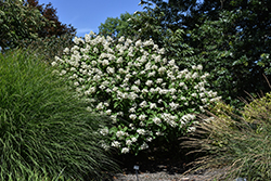 Fire And Ice Hydrangea (Hydrangea paniculata 'Wim's Red') at Marlin Orchards & Garden Centre