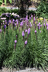 Kobold Blazing Star (Liatris spicata 'Kobold') at Marlin Orchards & Garden Centre