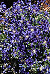 Sapphire Indigo Clematis (Clematis 'Sapphire Indigo') at Marlin Orchards & Garden Centre