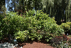 Northland Blueberry (Vaccinium corymbosum 'Northland') at Marlin Orchards & Garden Centre
