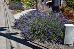 Phenomenal Lavender (Lavandula x intermedia 'Phenomenal') at Marlin Orchards & Garden Centre
