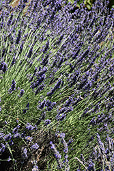 Phenomenal Lavender (Lavandula x intermedia 'Phenomenal') at Marlin Orchards & Garden Centre