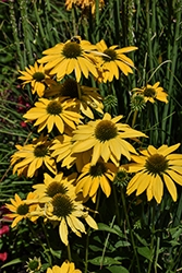 Aloha Coneflower (Echinacea 'Aloha') at Marlin Orchards & Garden Centre
