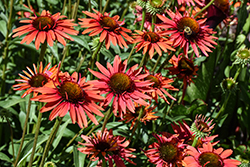 Hot Lava Coneflower (Echinacea 'Hot Lava') at Marlin Orchards & Garden Centre
