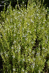 Winter Savory (Satureja montana) at Marlin Orchards & Garden Centre