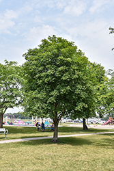Ohio Buckeye (Aesculus glabra) at Marlin Orchards & Garden Centre