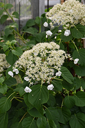 Climbing Hydrangea (Hydrangea anomala 'var. petiolaris') at Marlin Orchards & Garden Centre
