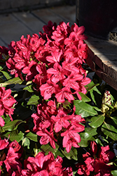 Nova Zembla Rhododendron (Rhododendron 'Nova Zembla') at Marlin Orchards & Garden Centre