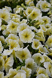 Madness Yellow Petunia (Petunia 'Madness Yellow') at Marlin Orchards & Garden Centre