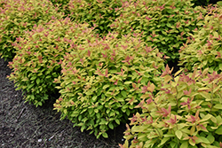Double Play Big Bang Spirea (Spiraea 'Tracy') at Marlin Orchards & Garden Centre