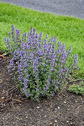 Purrsian Blue Catmint (Nepeta x faassenii 'Purrsian Blue') at Marlin Orchards & Garden Centre