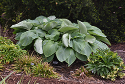 Shadowland Empress Wu Hosta (Hosta 'Empress Wu') at Marlin Orchards & Garden Centre