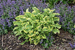 Shadowland Wheee! Hosta (Hosta 'Wheee!') at Marlin Orchards & Garden Centre