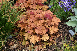 Dolce Toffee Tart Coral Bells (Heuchera 'Toffee Tart') at Marlin Orchards & Garden Centre