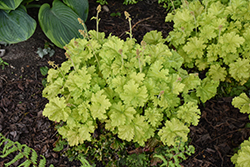 Twist of Lime Coral Bells (Heuchera 'Twist of Lime') at Marlin Orchards & Garden Centre