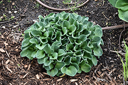 Blue Mouse Ears Hosta (Hosta 'Blue Mouse Ears') at Marlin Orchards & Garden Centre