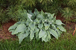 Neptune Hosta (Hosta 'Neptune') at Marlin Orchards & Garden Centre