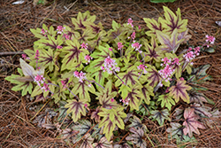 Fun and Games Eye Spy Foamy Bells (Heucherella 'Eye Spy') at Marlin Orchards & Garden Centre