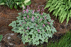 Pink Fizz Foamy Bells (Heucherella 'Pink Fizz') at Marlin Orchards & Garden Centre
