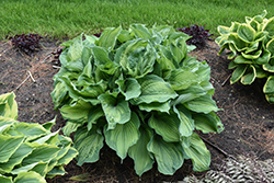 Guardian Angel Hosta (Hosta 'Guardian Angel') at Marlin Orchards & Garden Centre