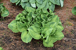 Brother Stefan Hosta (Hosta 'Brother Stefan') at Marlin Orchards & Garden Centre